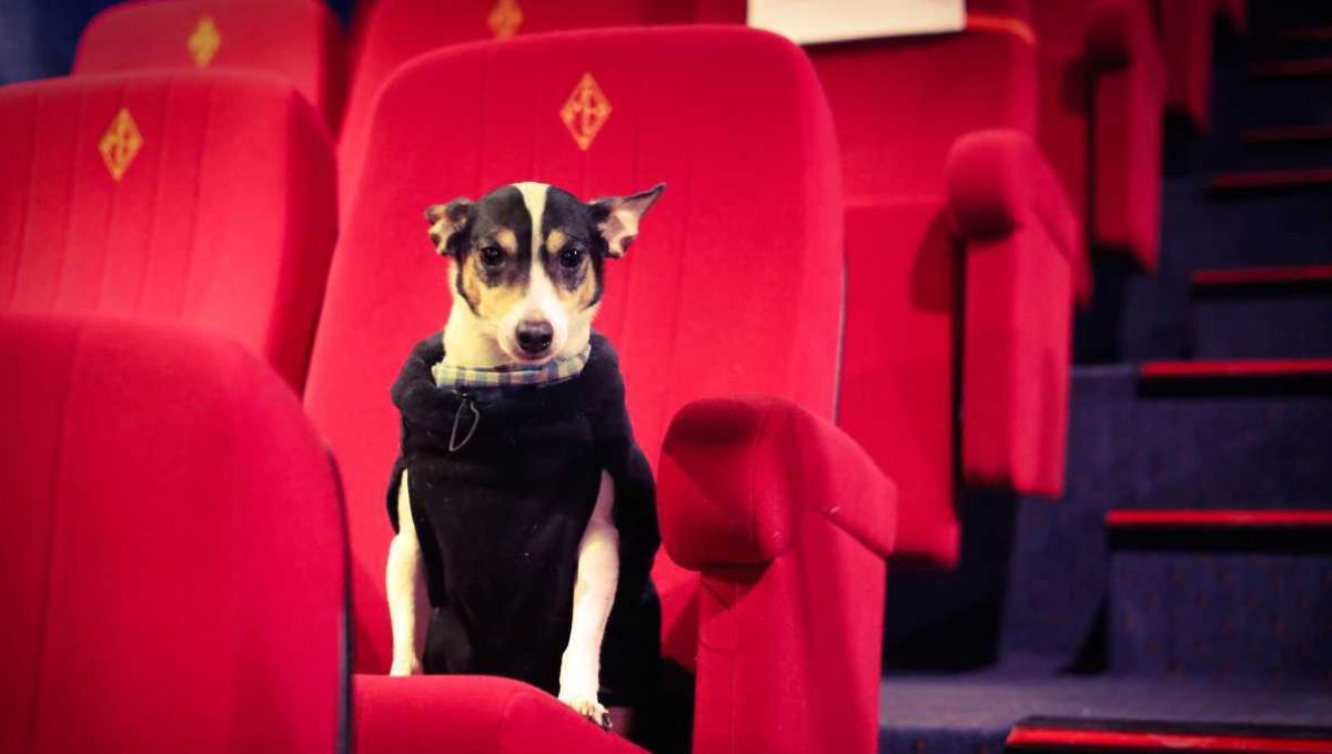 Paris : Partager une séance ciné avec son chien au Majestic Bastille
