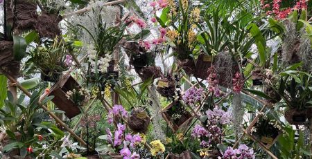 Paris : Tout savoir sur les orchidées grâce à l’exposition 1001 orchidées