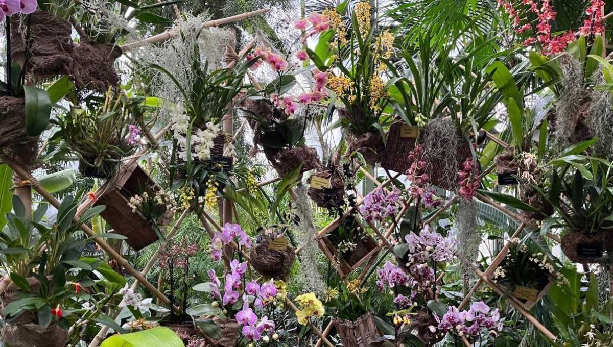 Paris : Tout savoir sur les orchidées grâce à l’exposition 1001 orchidées