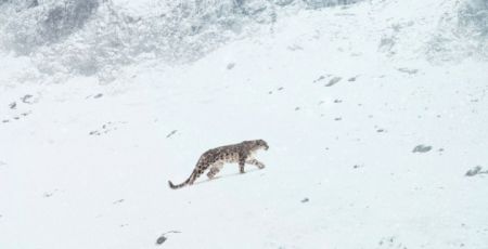 phot_panthere_des_neiges.jpg