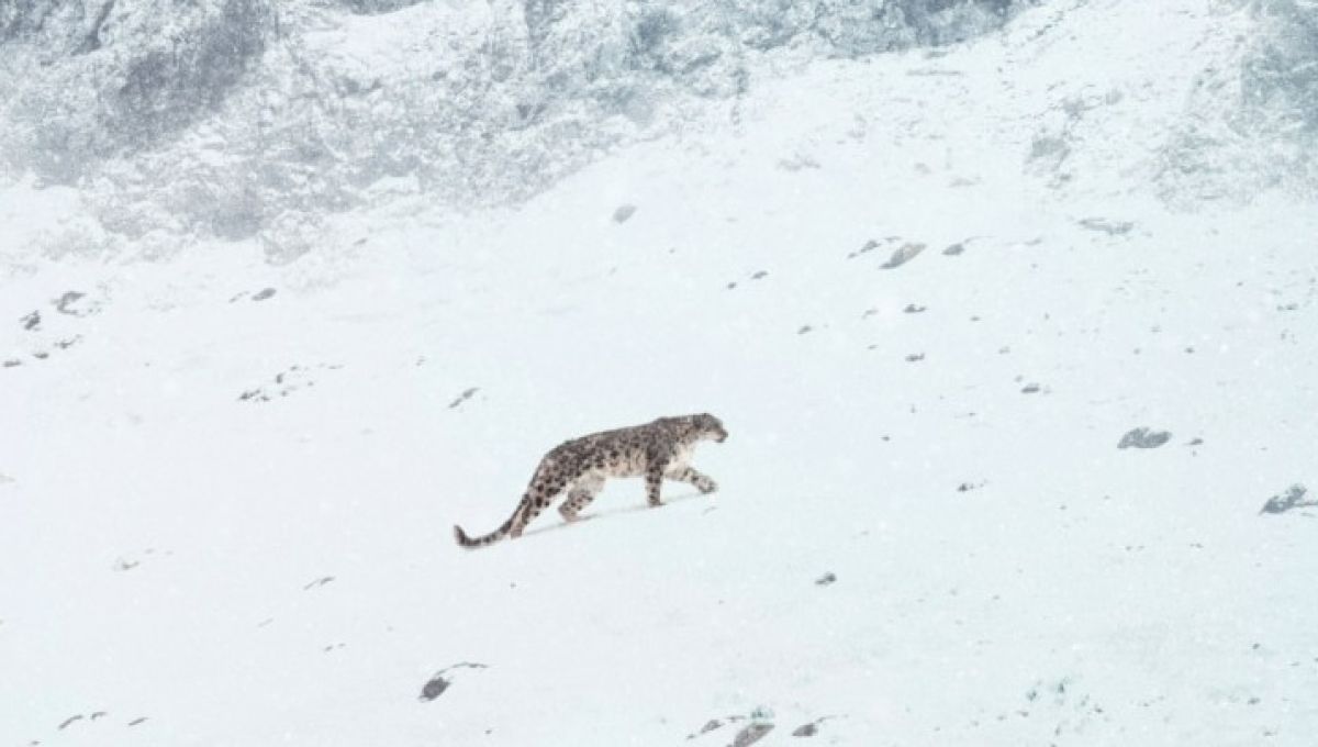 phot_panthere_des_neiges.jpg