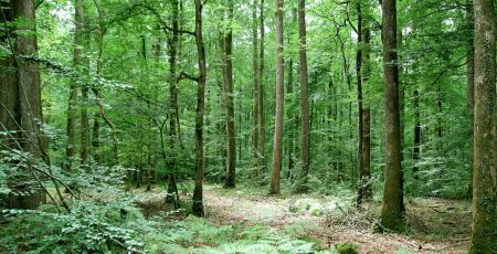 Découvrir les essences d’arbres autour de chez soi