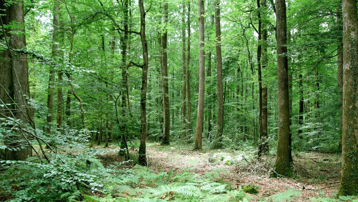 Découvrir les essences d’arbres autour de chez soi