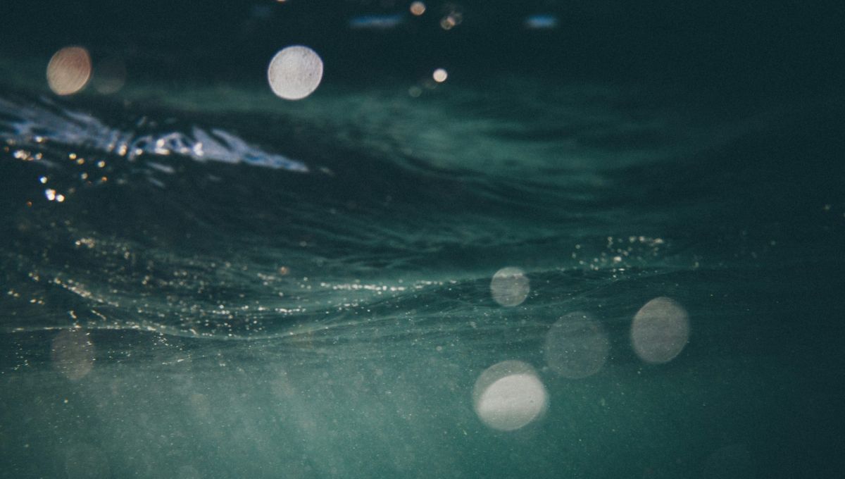 Livre : « Fascinantes créatures », une immersion dans les abysses