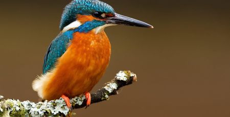 photo_oiseau.jpeg