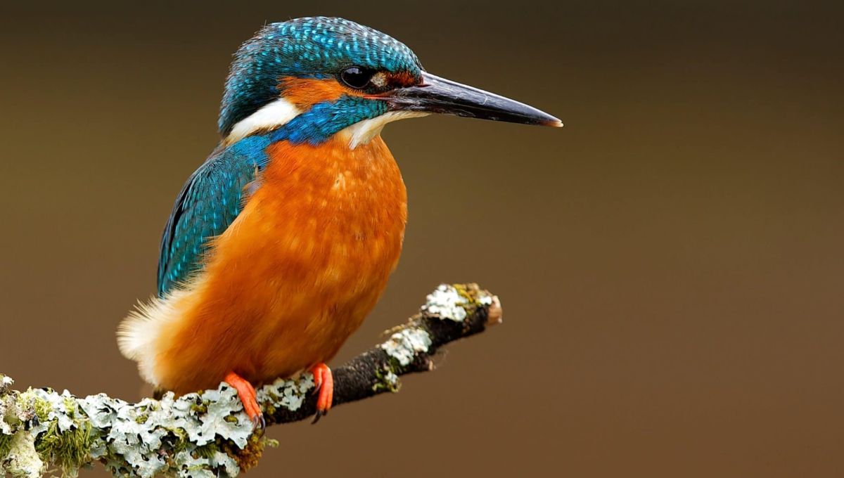 photo_oiseau.jpeg