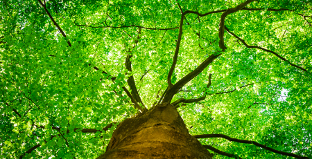 Le concours de l'arbre de l'année 2022.