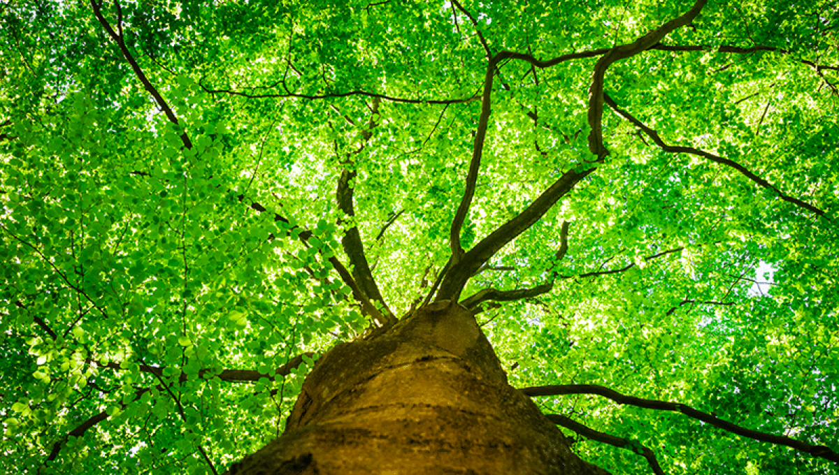 Le concours de l'arbre de l'année 2022.