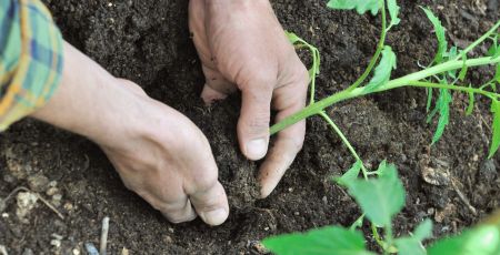 plantation de plants de tomates dans potager