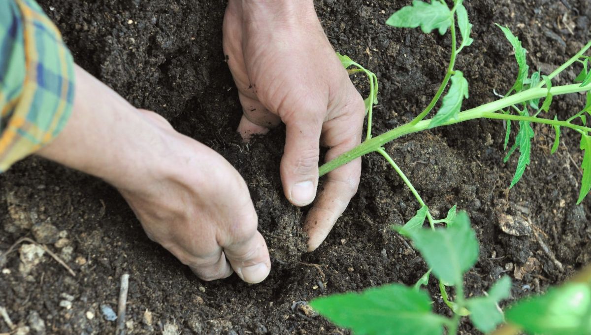 plantation de plants de tomates dans potager