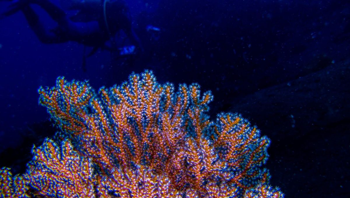 plus gros récif corallien du monde à Tahiti