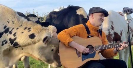 Le chanteur plumes joue de la guitare entouré de vache dans un pré