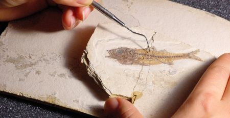 poisson fossile