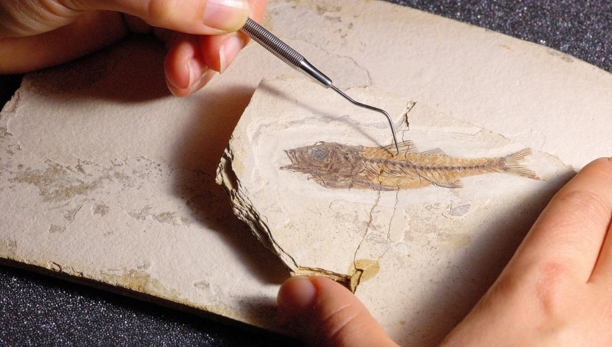 poisson fossile
