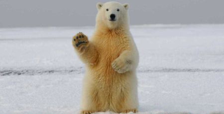 Un ours polaire qui semble faire coucou de la patte.