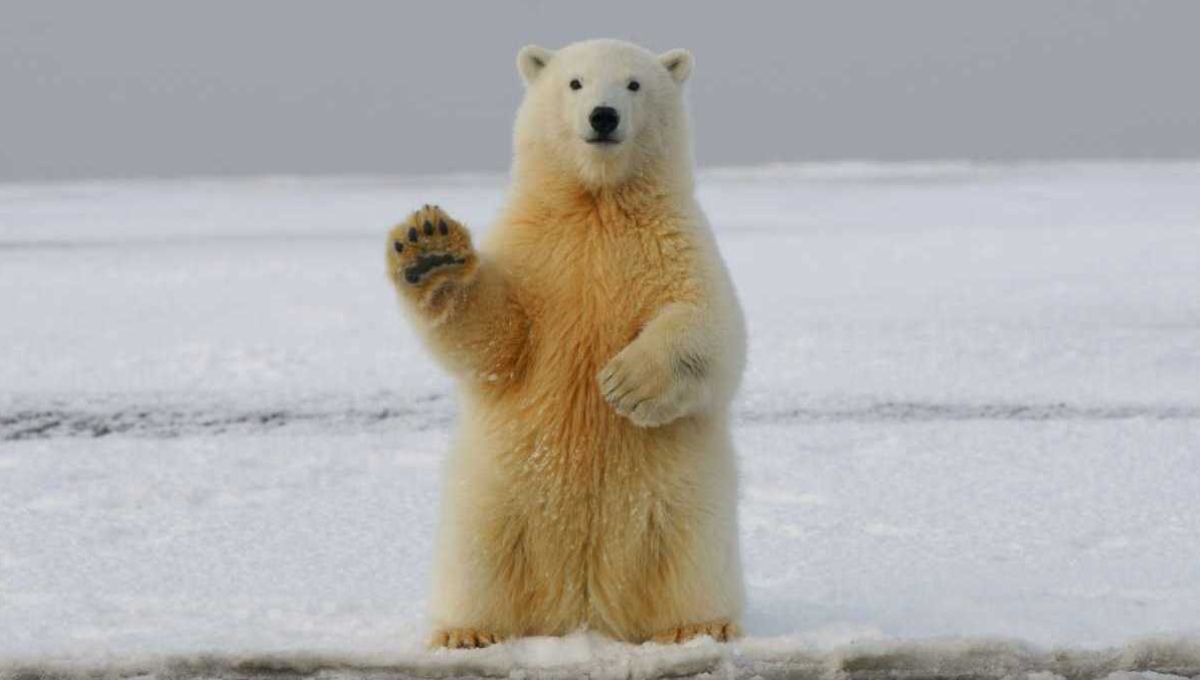 Un ours polaire qui semble faire coucou de la patte.