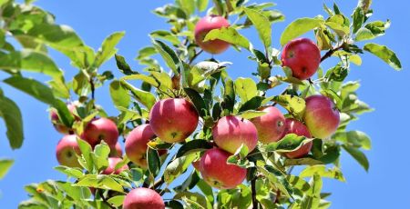 La forêt de Higas, l’une des plus grandes comestibles d’Europe