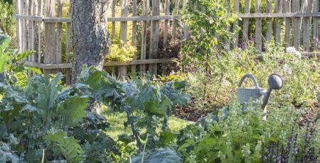 potager en novembre
