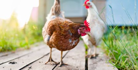 poule.jpeg