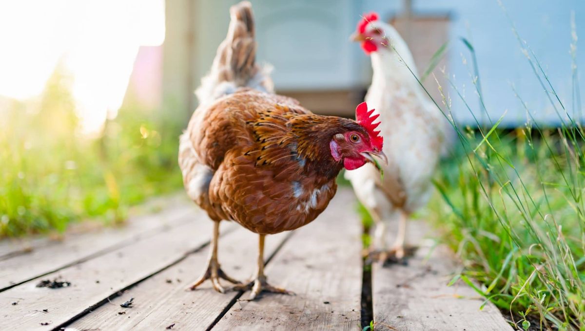 poule.jpeg