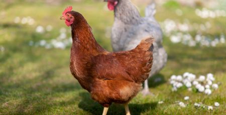 adoptez poules site internet