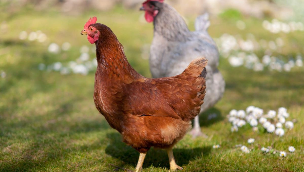 adoptez poules site internet