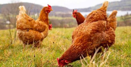 Des poules rousses en liberté