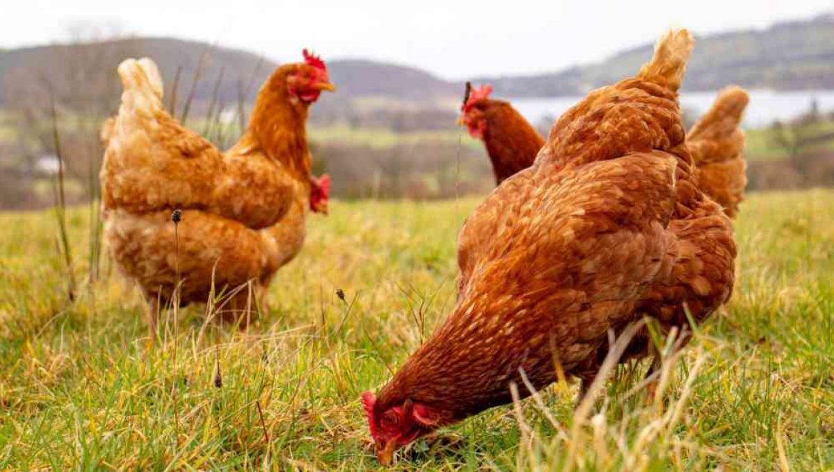 Des poules rousses en liberté