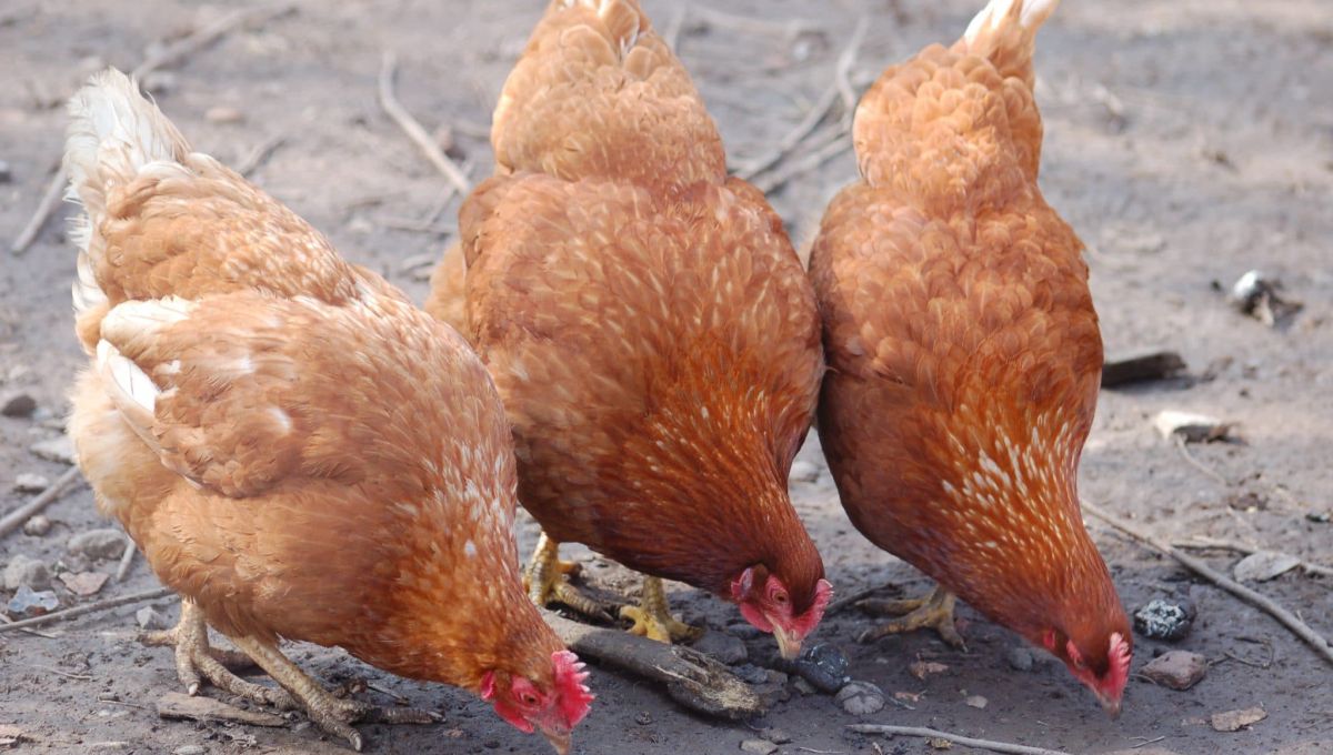 trois poules