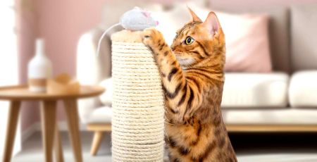 Chat qui joue - crédit photo : Svetlana Rey via Adobe Stock