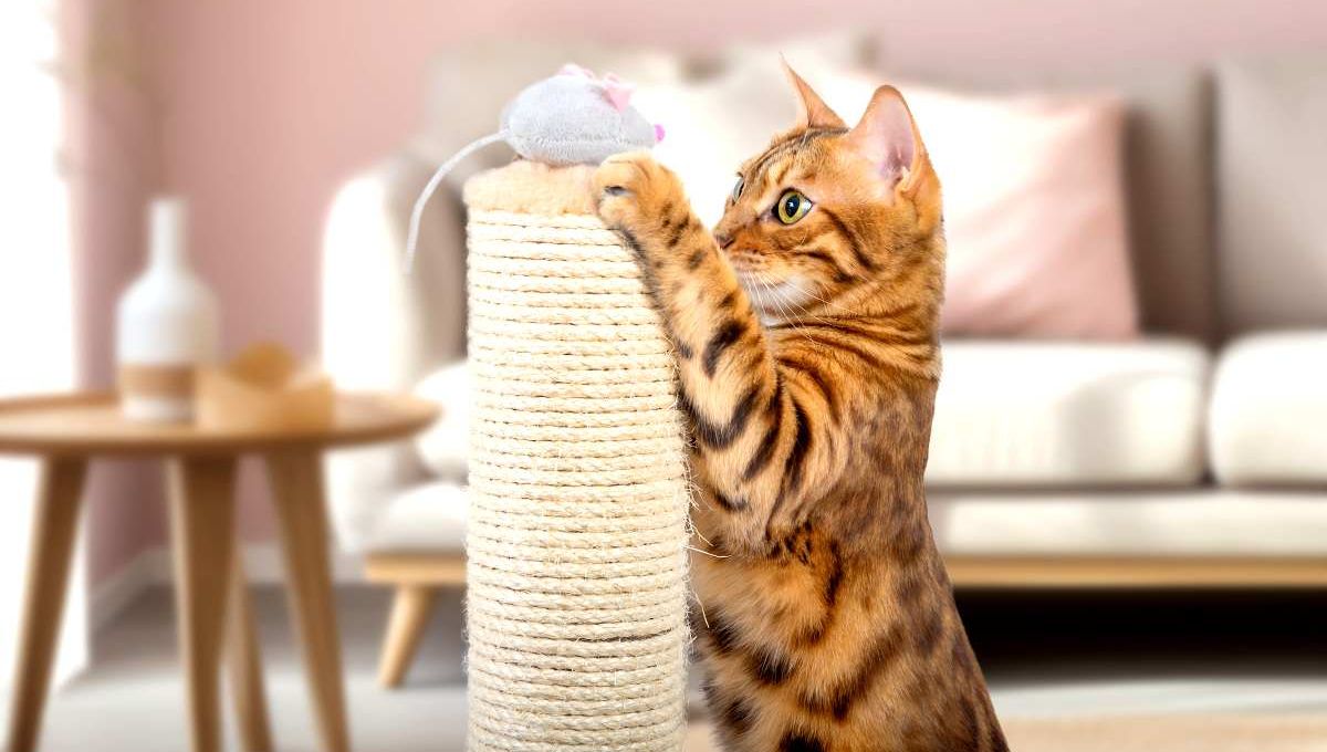 Chat qui joue - crédit photo : Svetlana Rey via Adobe Stock