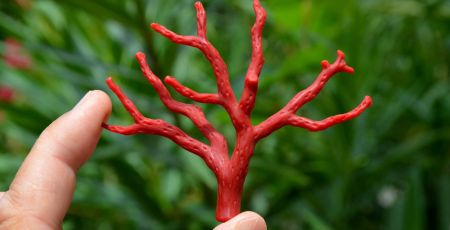 Rameau de Corail Rouge