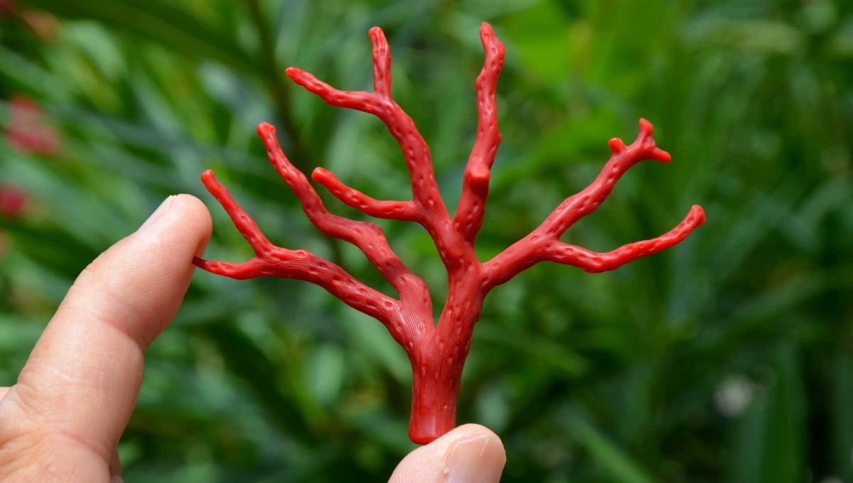Rameau de Corail Rouge