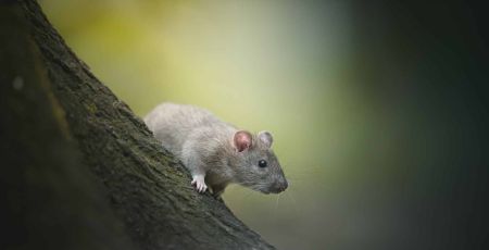 Rats Paris Olivier Thomas