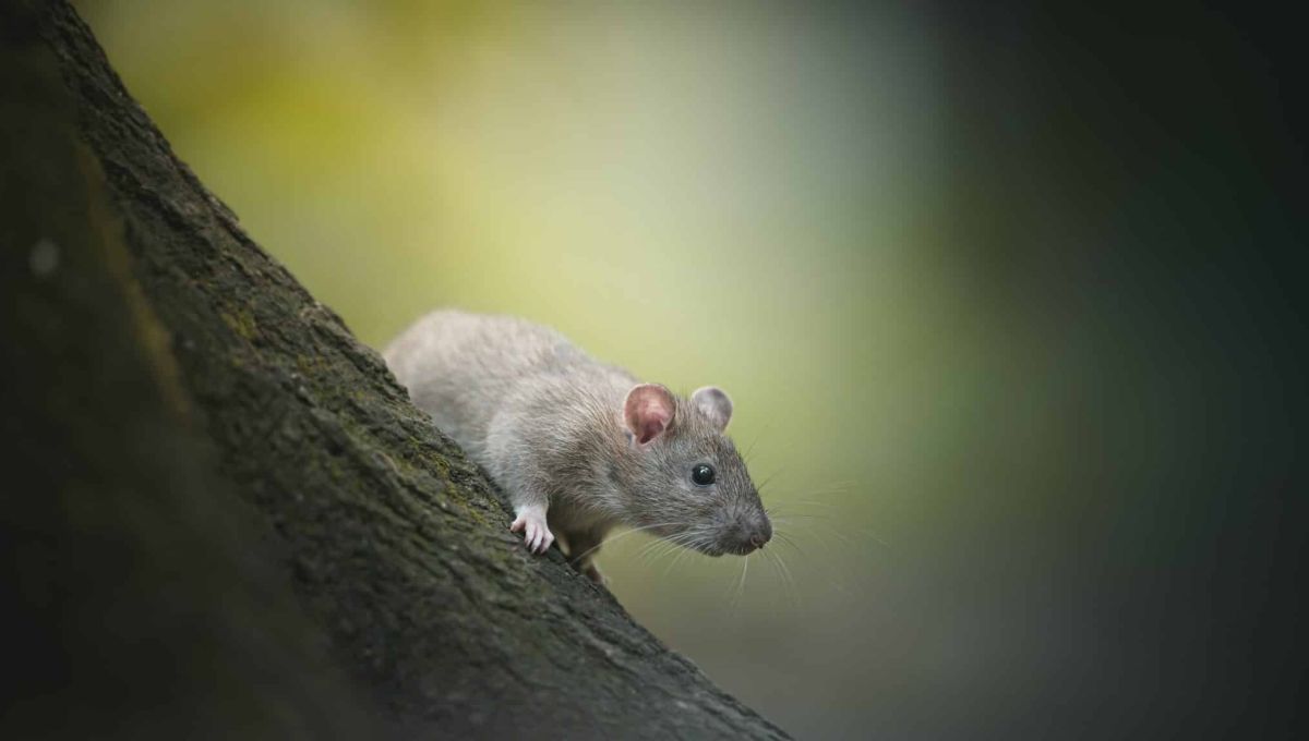 Rats Paris Olivier Thomas