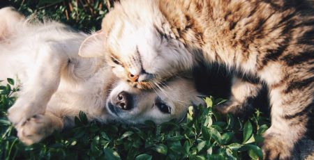 Chien et chat qui se font un calin