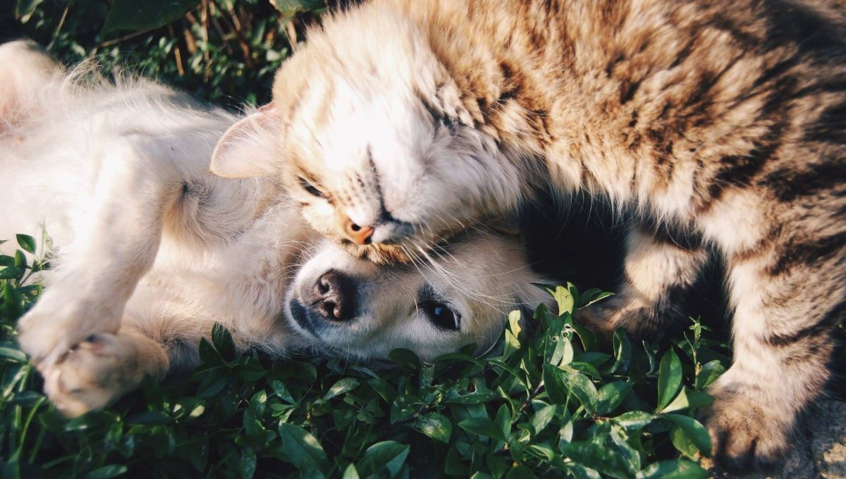 Chien et chat qui se font un calin
