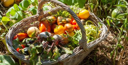 Une association recherche des variétés de légumes et céréales oubliées