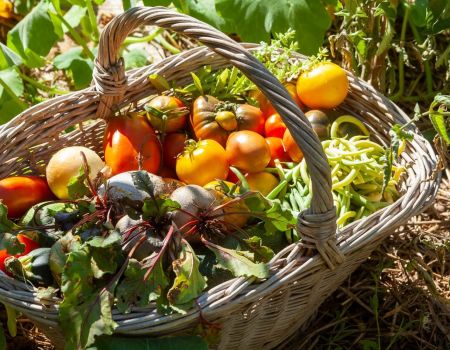 Une association recherche des variétés de légumes et céréales oubliées