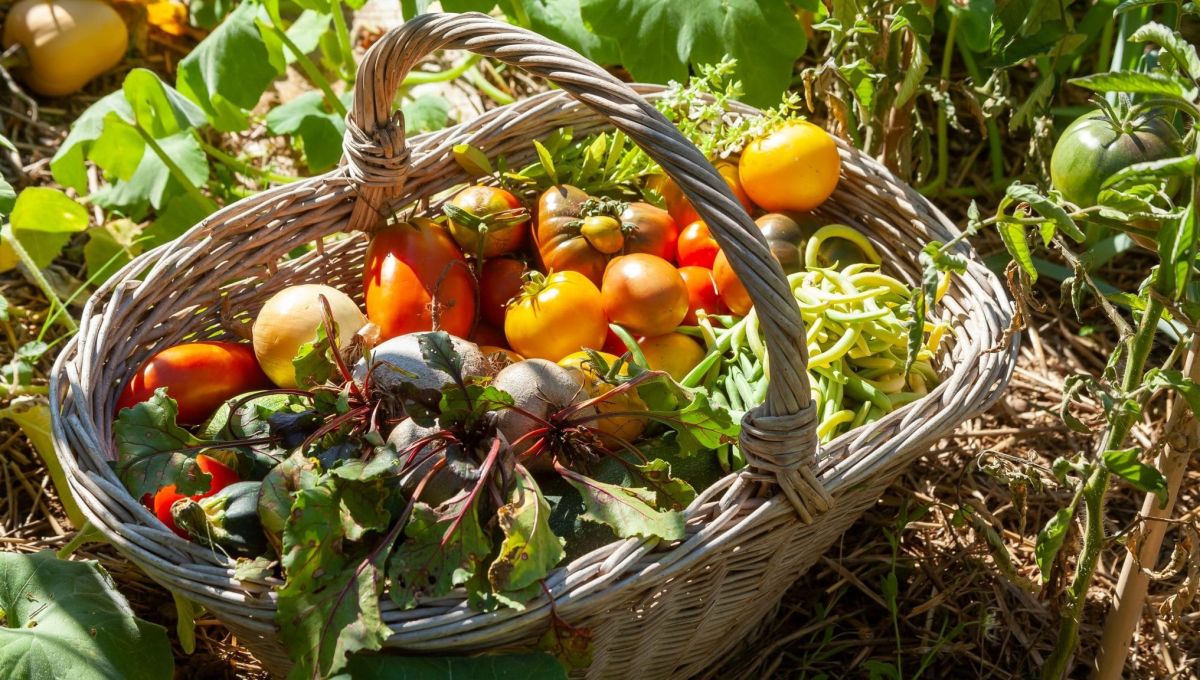 Une association recherche des variétés de légumes et céréales oubliées