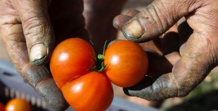 Association Semailles insertion professionnelle agriculture bio