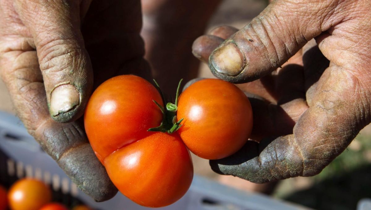 Association Semailles insertion professionnelle agriculture bio