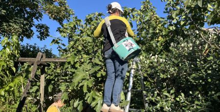 Cueillettes solidaire : Aux Arbres Citoyens lutte contre le gaspillage alimentaire