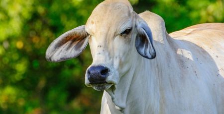 Une vache Brahman