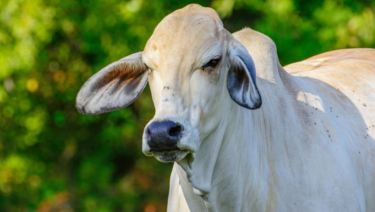 Une vache Brahman