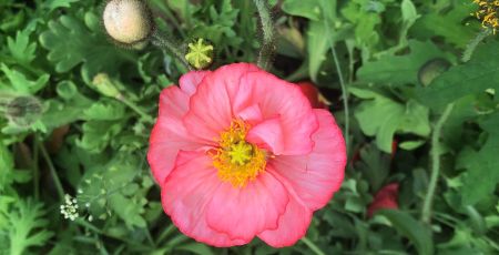 red flower