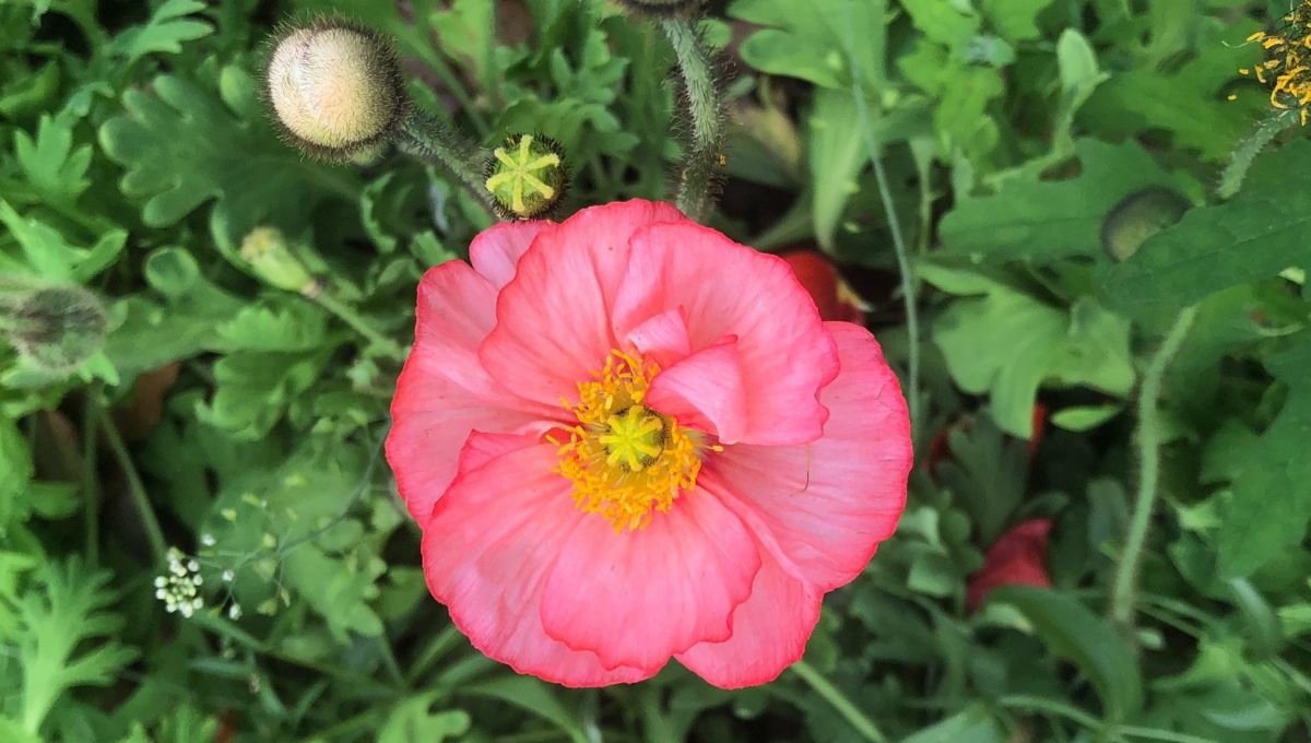 red flower