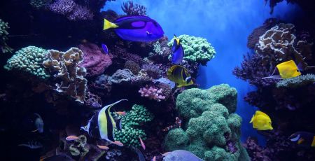 Différents poissons colorés dans l'océean