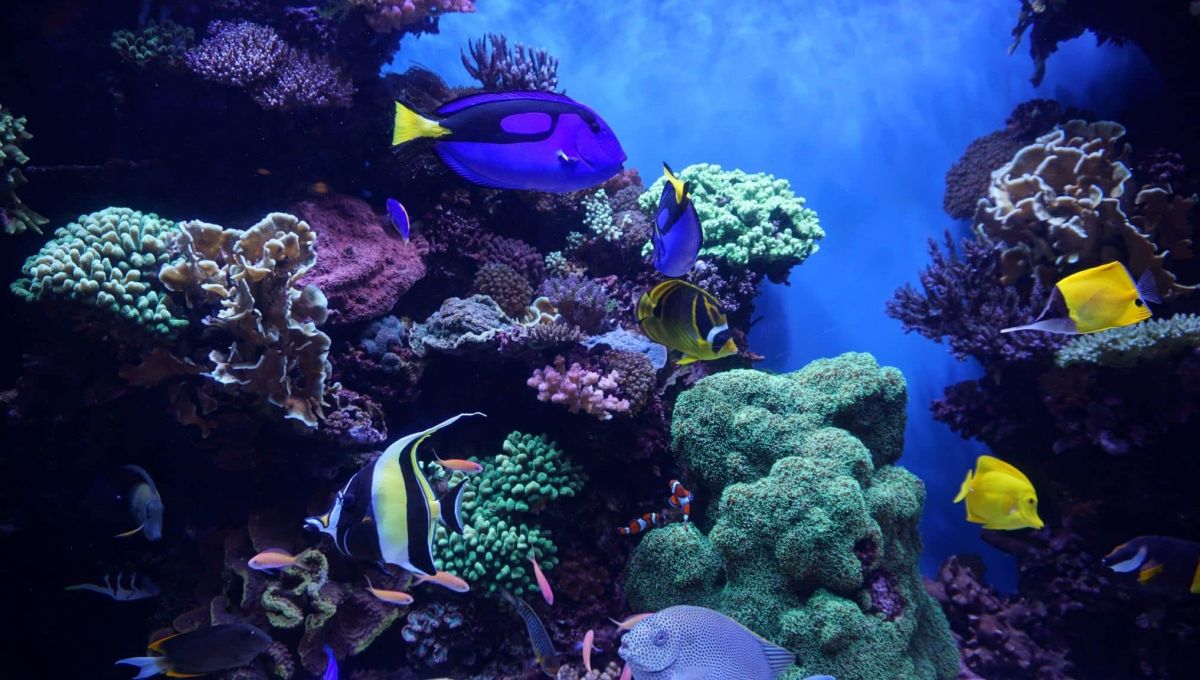 Différents poissons colorés dans l'océean