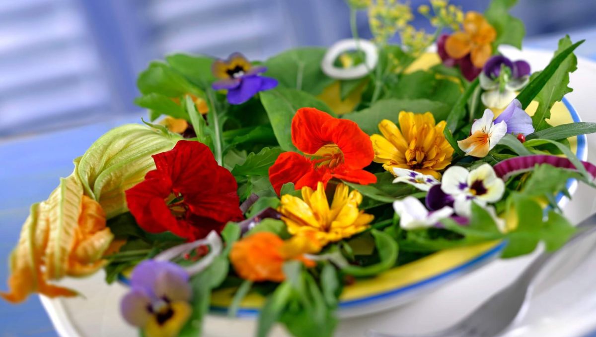 Salade de fleurs- Capucines,pensées,courgettes,soucis